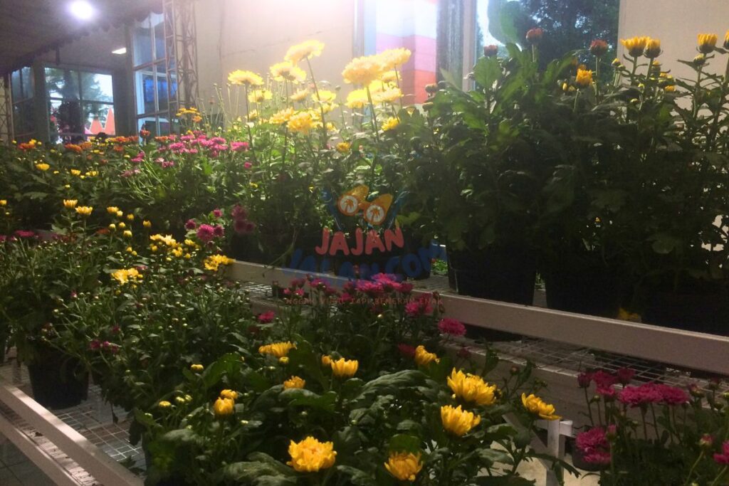 Fasilitas toko bunga di wisata Taman Bunga Celosia